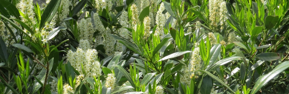 Prunus laurocerasus banner 02